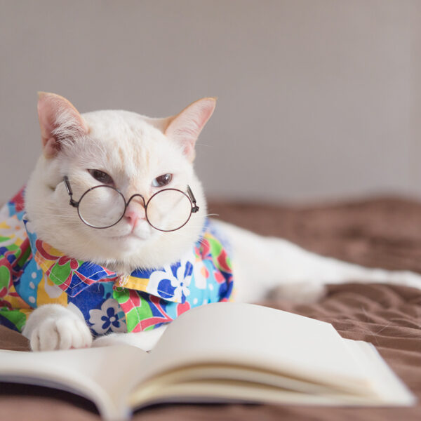 How to be witty - a funny cat with glasses.