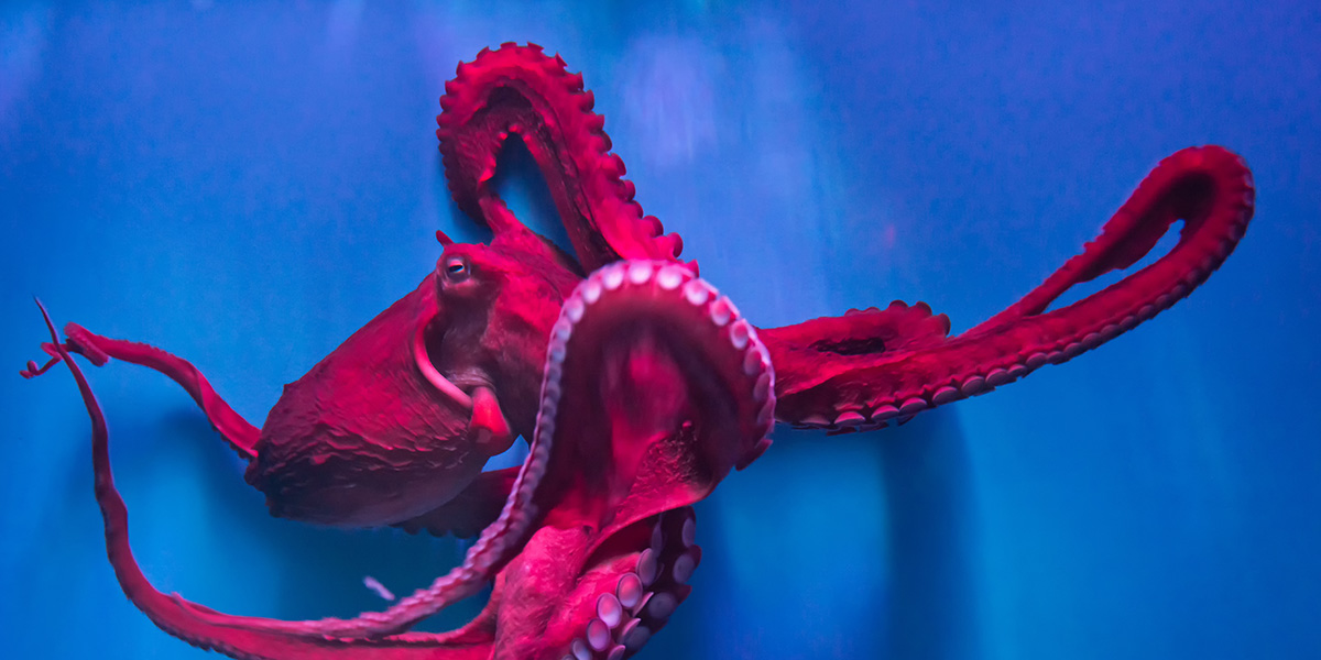 Octopus in an aquarium.