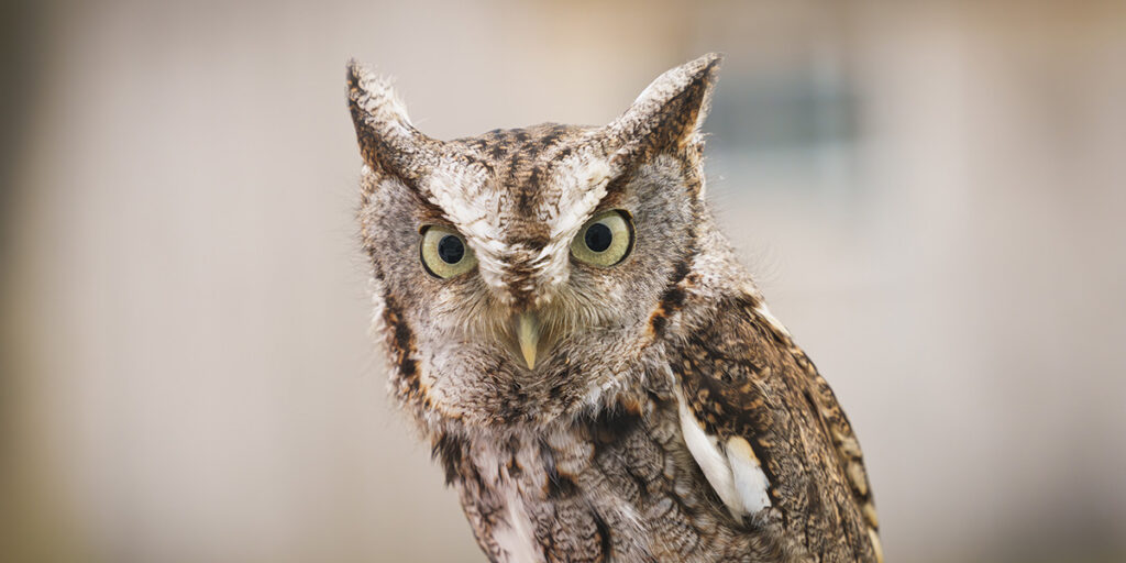 63 Owl Jokes To Make Your Head Spin (w/ Hilarious Owl Puns)